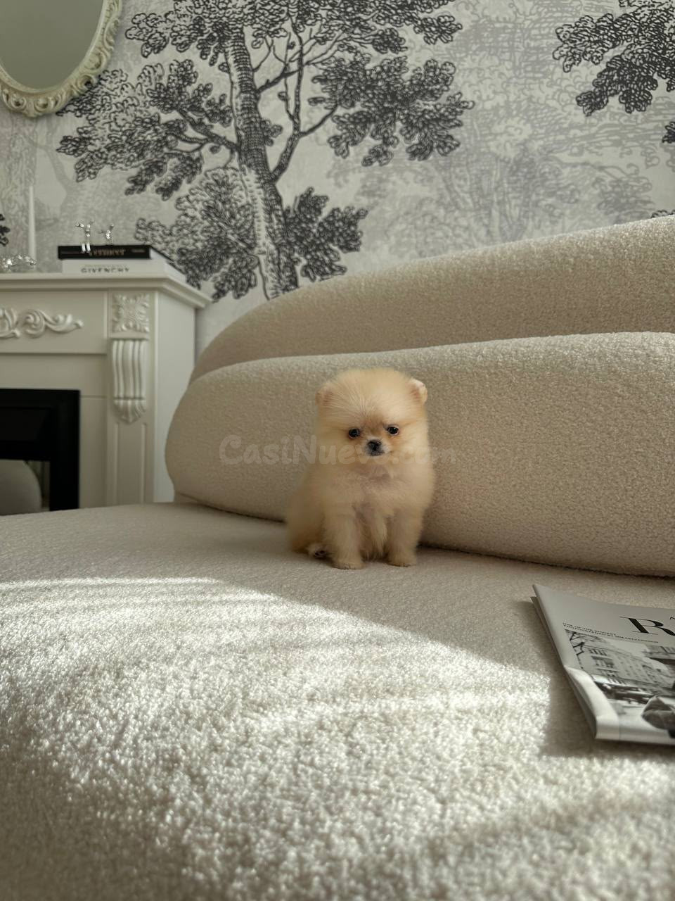 Cachorros Pomerania miniatura disponibles