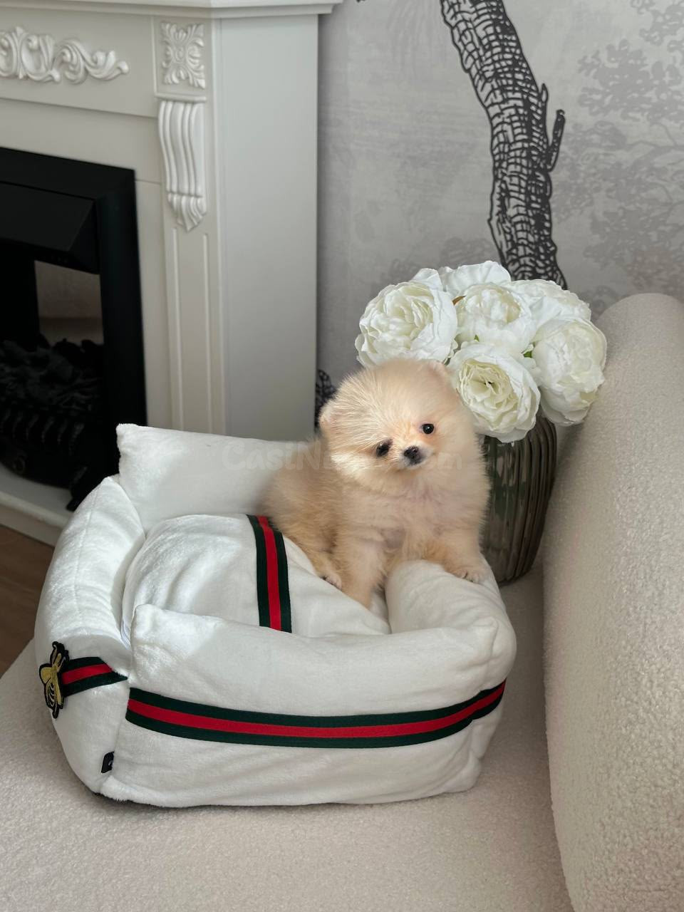 Cachorrito Pomerania Negro Macho, Precioso!