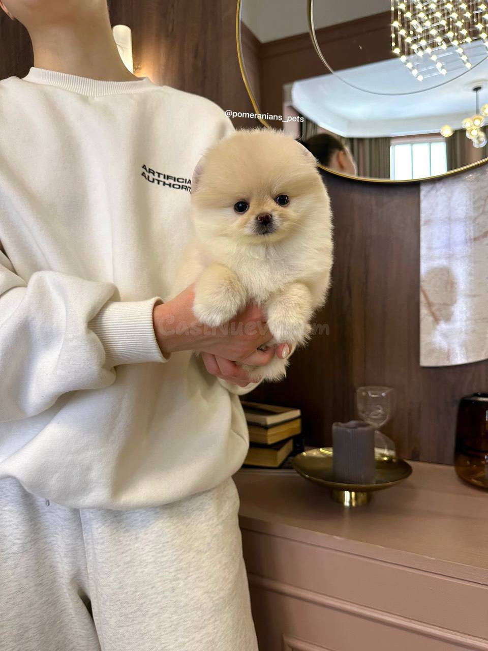 Preciosos cachorros Pomerania