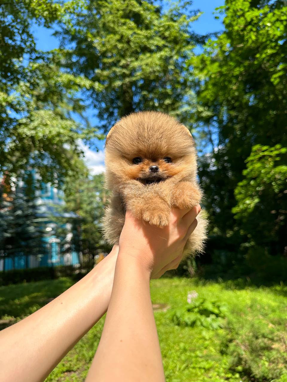 Cachorros Pomerania de primera calidad disponibles - foto 2