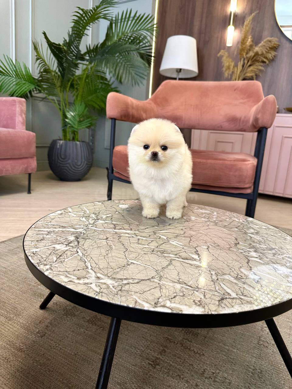 Cachorros Pomerania de primera calidad disponibles - foto 3