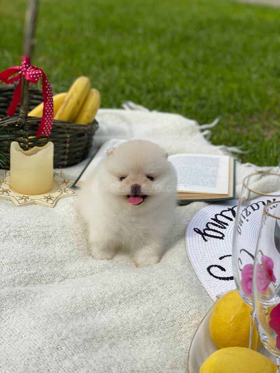 Cachorros Pomerania preciosos y bien entrenados disponibles - foto 3