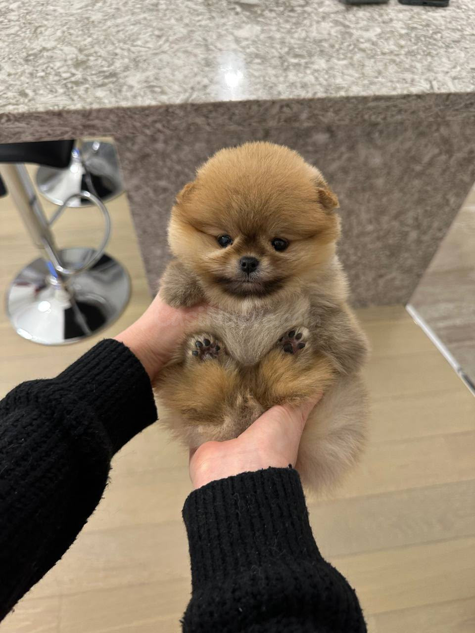 Pomerania miniatura