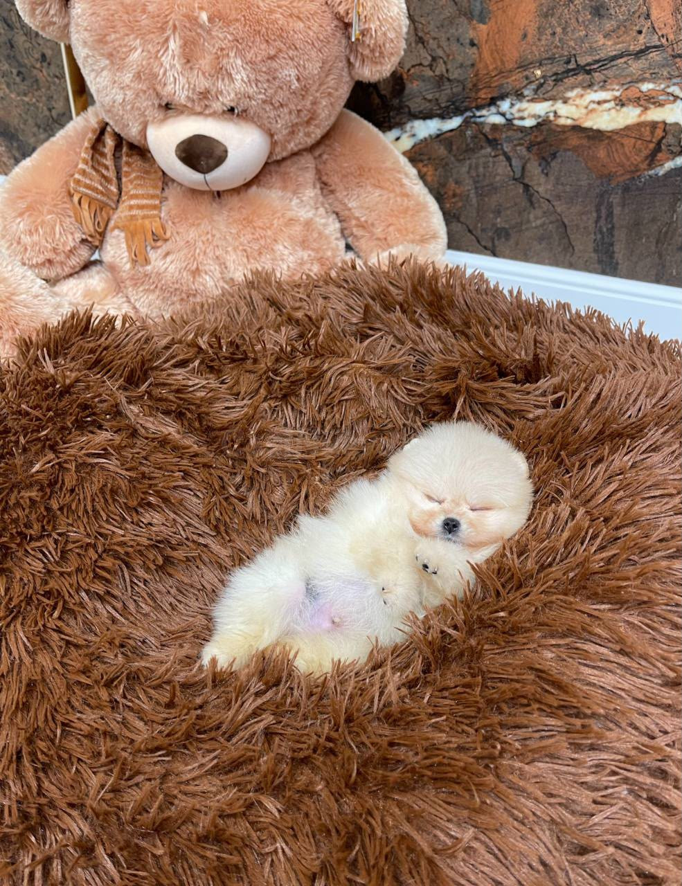 Cachorros Pomerania súper pequeños disponibles - foto 3