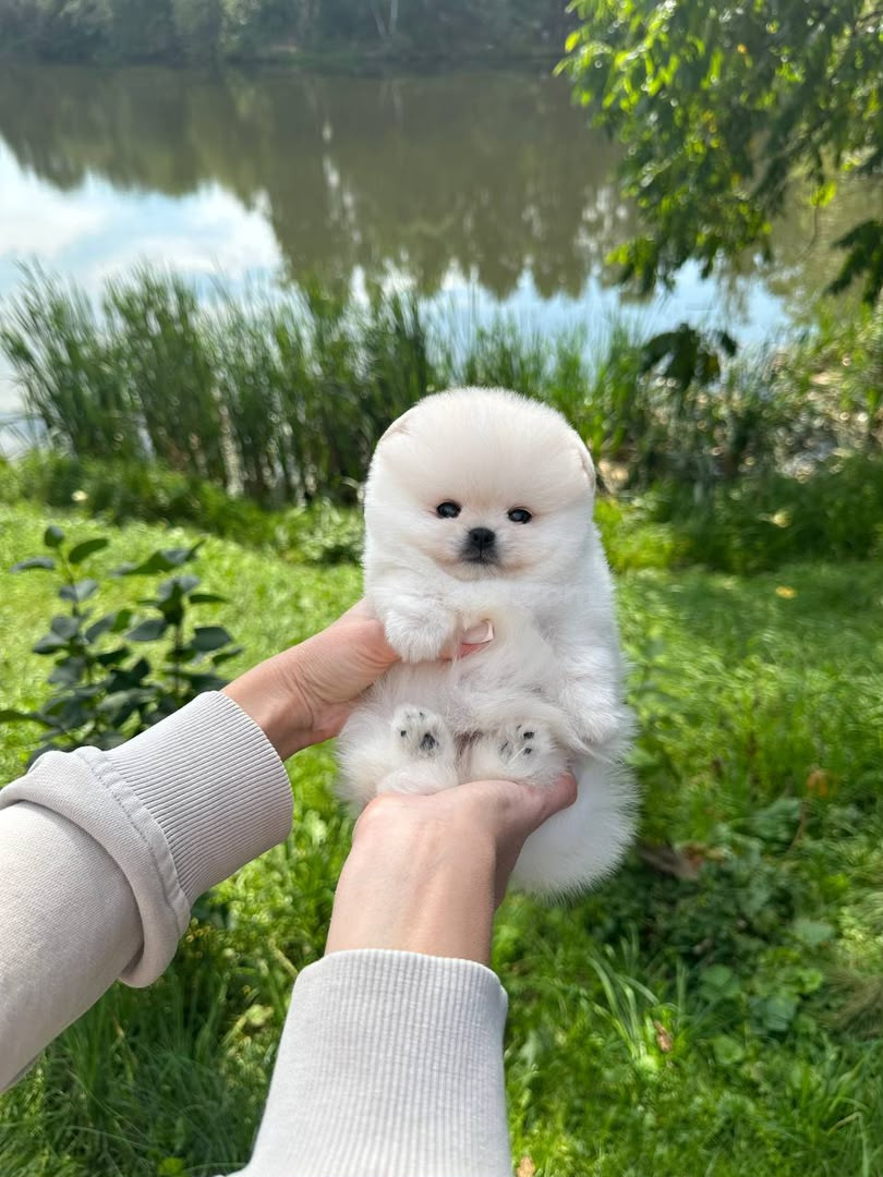 Cachorrita Pomerania Blanca Entrenada en Casa