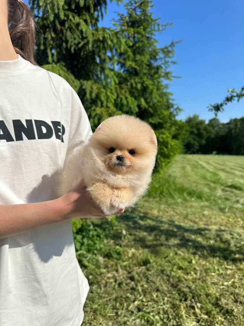 Cachorros Pomerania de raza pura en venta