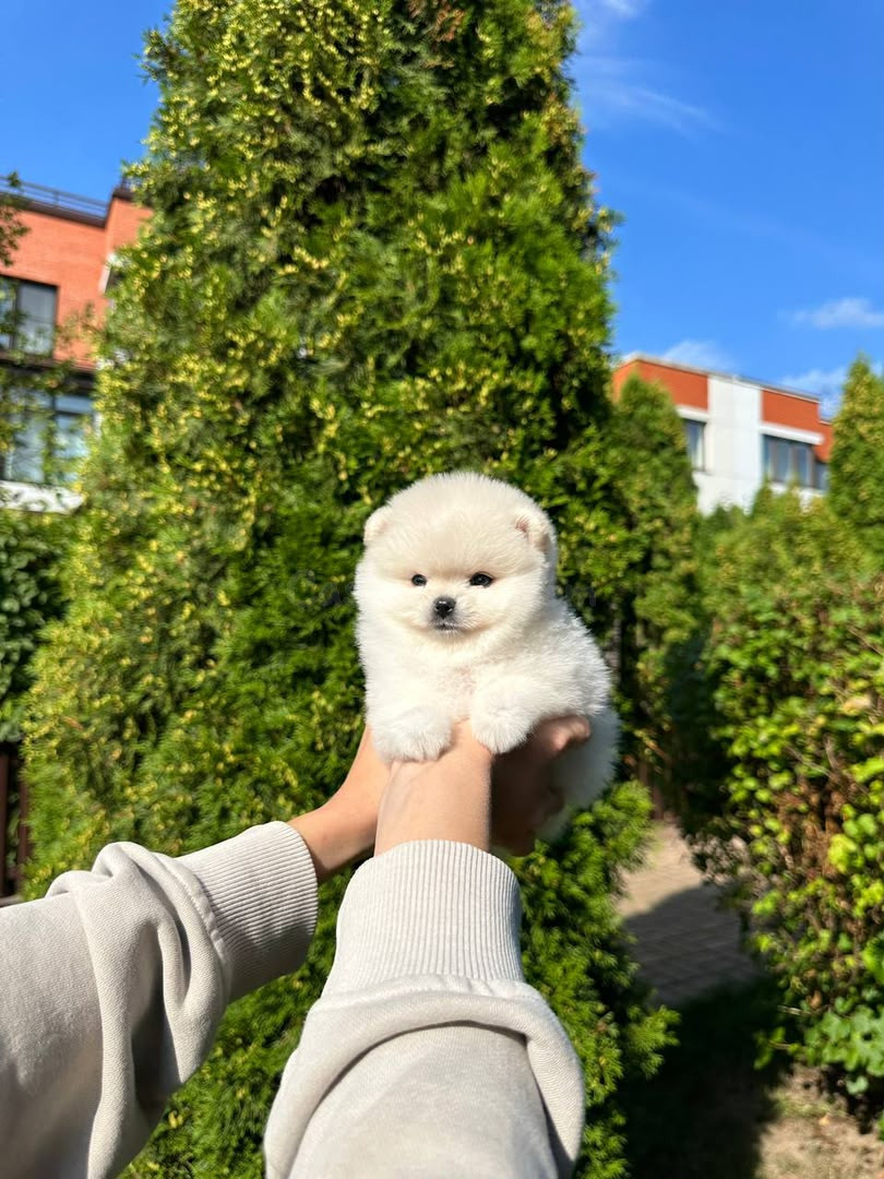 Cachorros Pomerania (machos y hembras)
