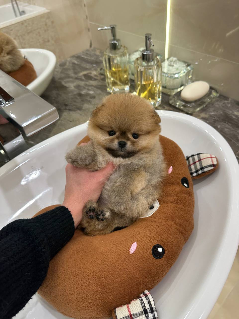Cachorros Pomerania adorables - foto 2