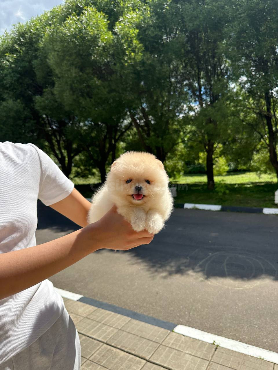 Cachorros Pomerania - foto 3