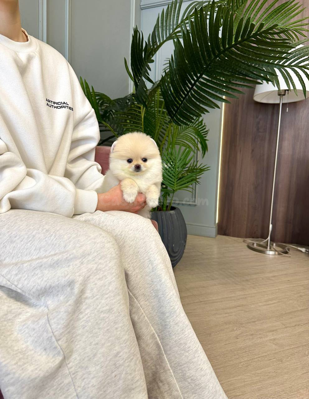 Cachorros Pomerania en venta - foto 3