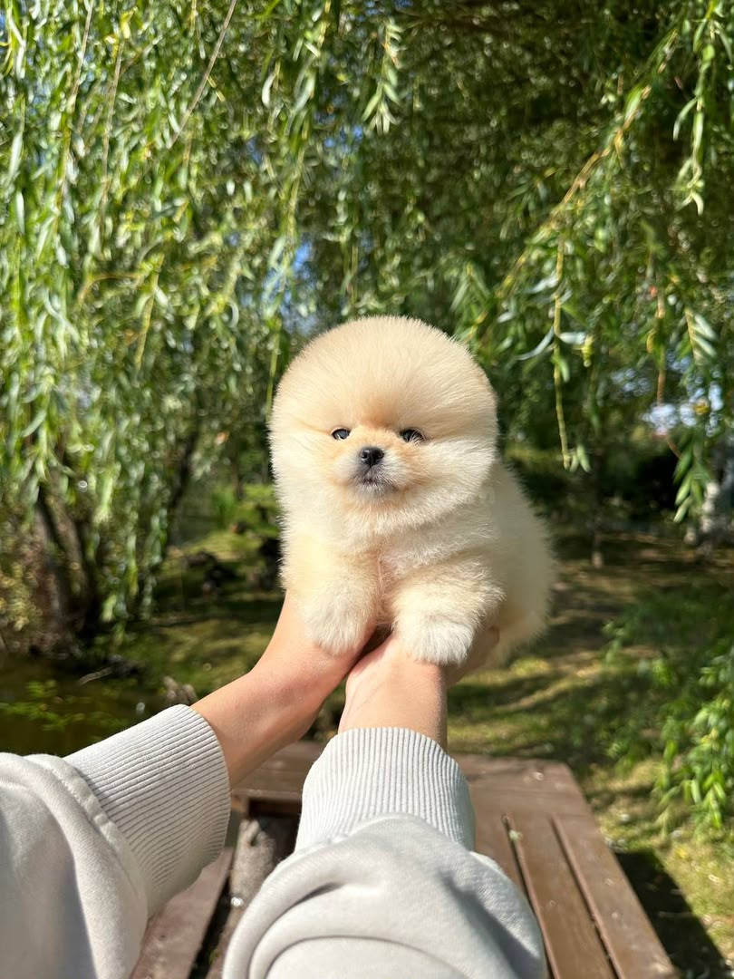 Preciosos cachorros Pomerania miniatura - foto 3