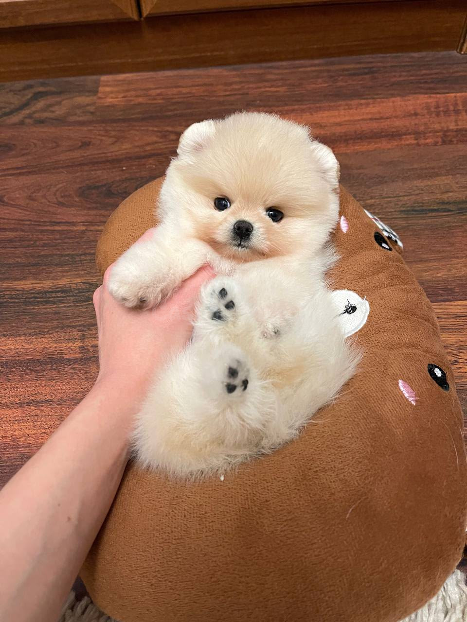 Cachorros Pomerania en Adopción