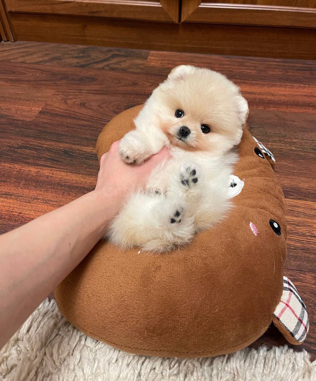 Cachorros Pomerania en Adopción - foto 2