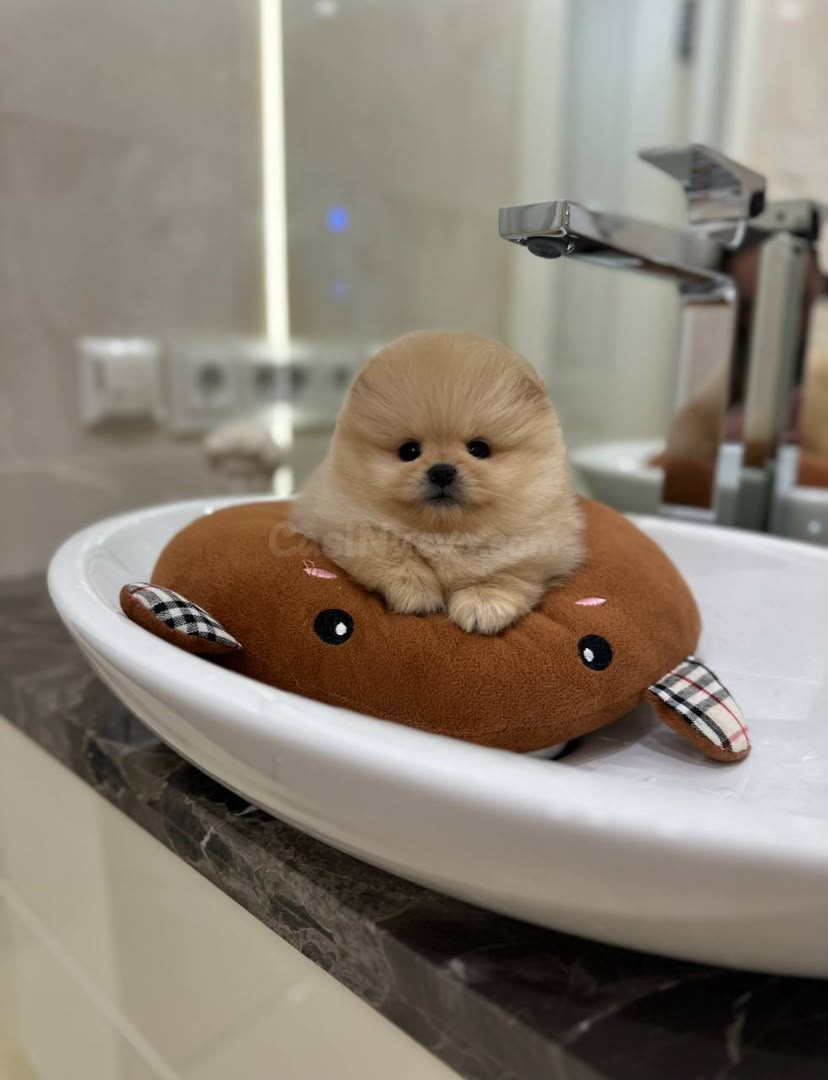 Cachorros Pomerania en Adopción - foto 3