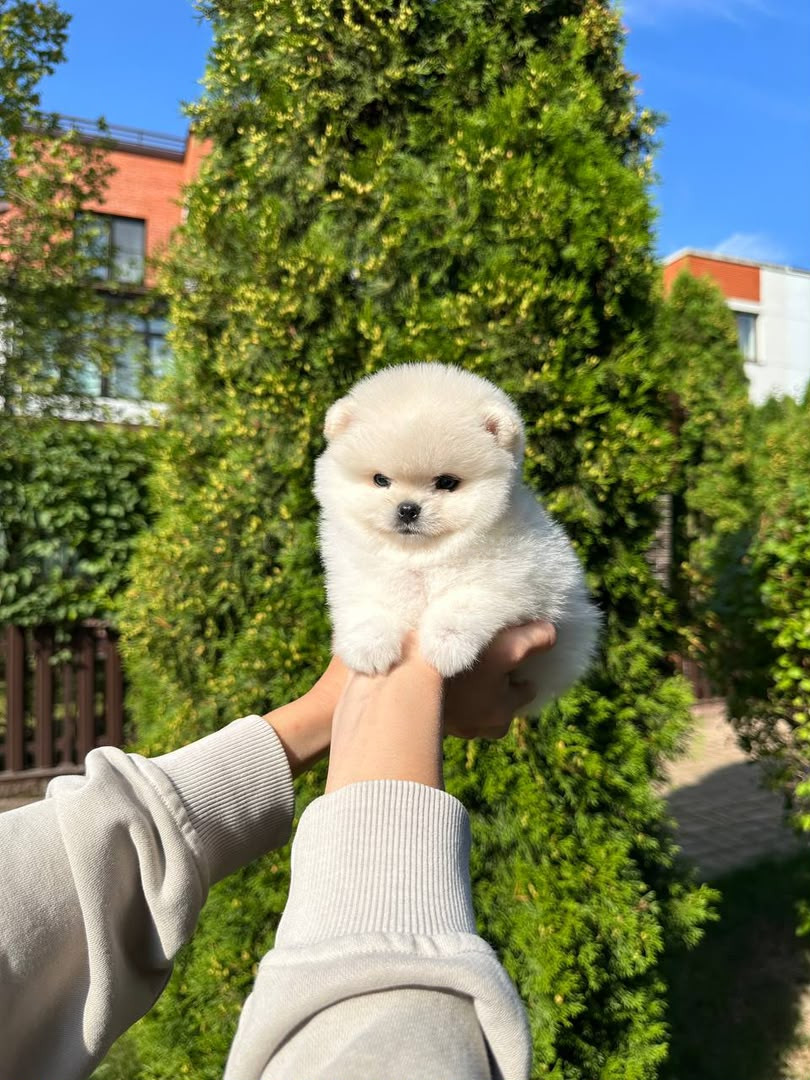 Cachorros Pomerania en Adopción - foto 4