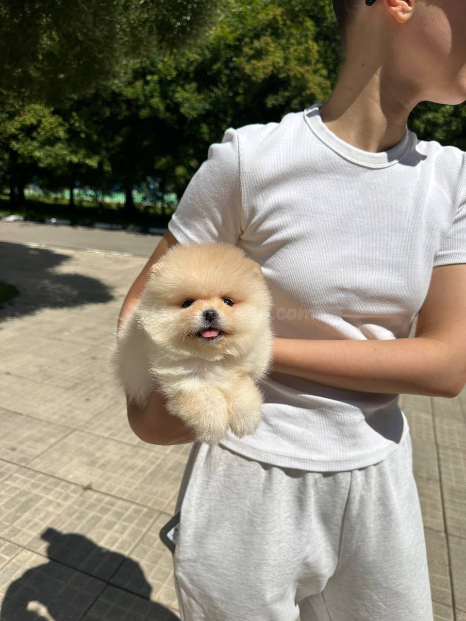 Cachorro Pomerania Macho - foto 4