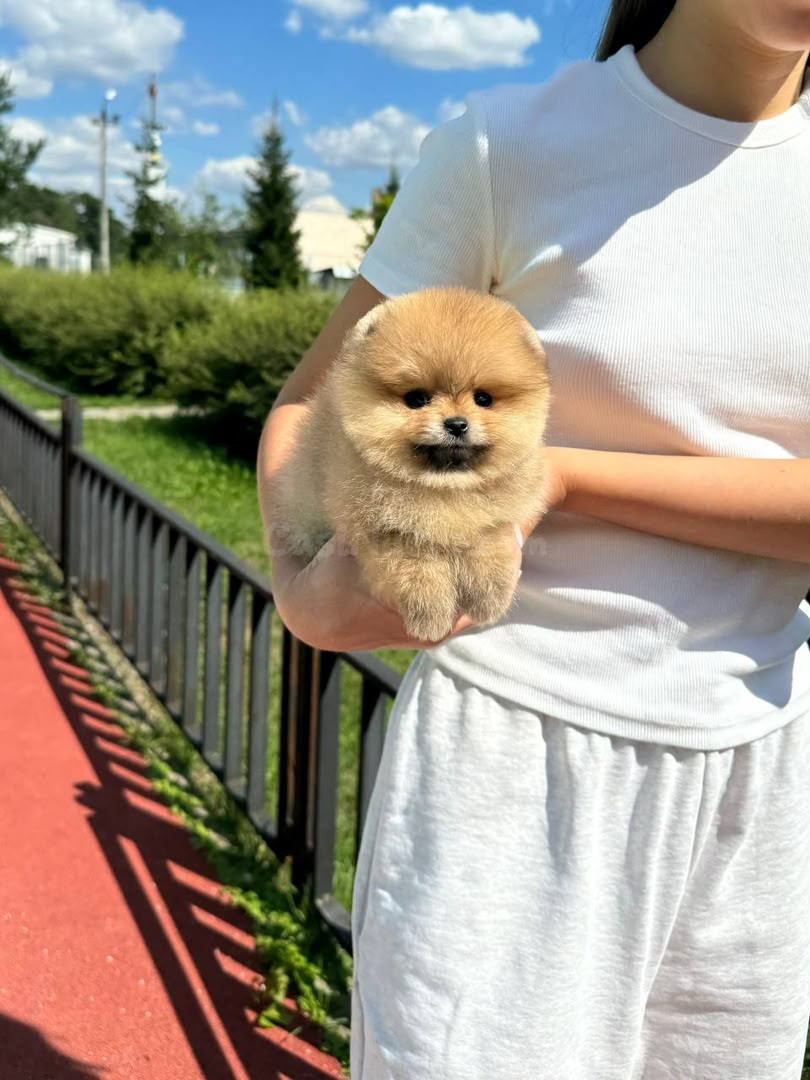 Cachorros Pomerania de raza pura