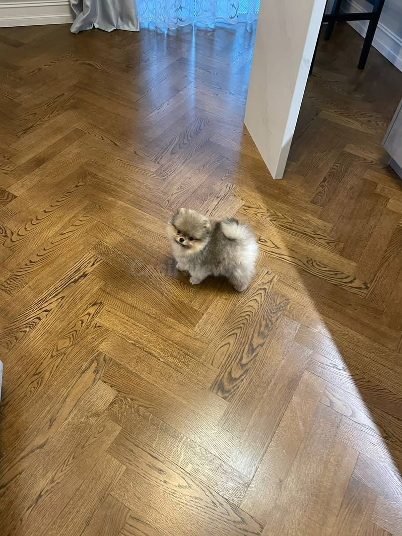 Cachorros Pomerania de raza pura - foto 2