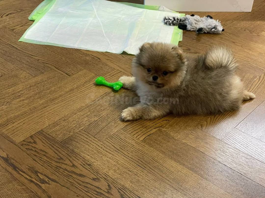 Cachorros Pomerania de raza pura - foto 3