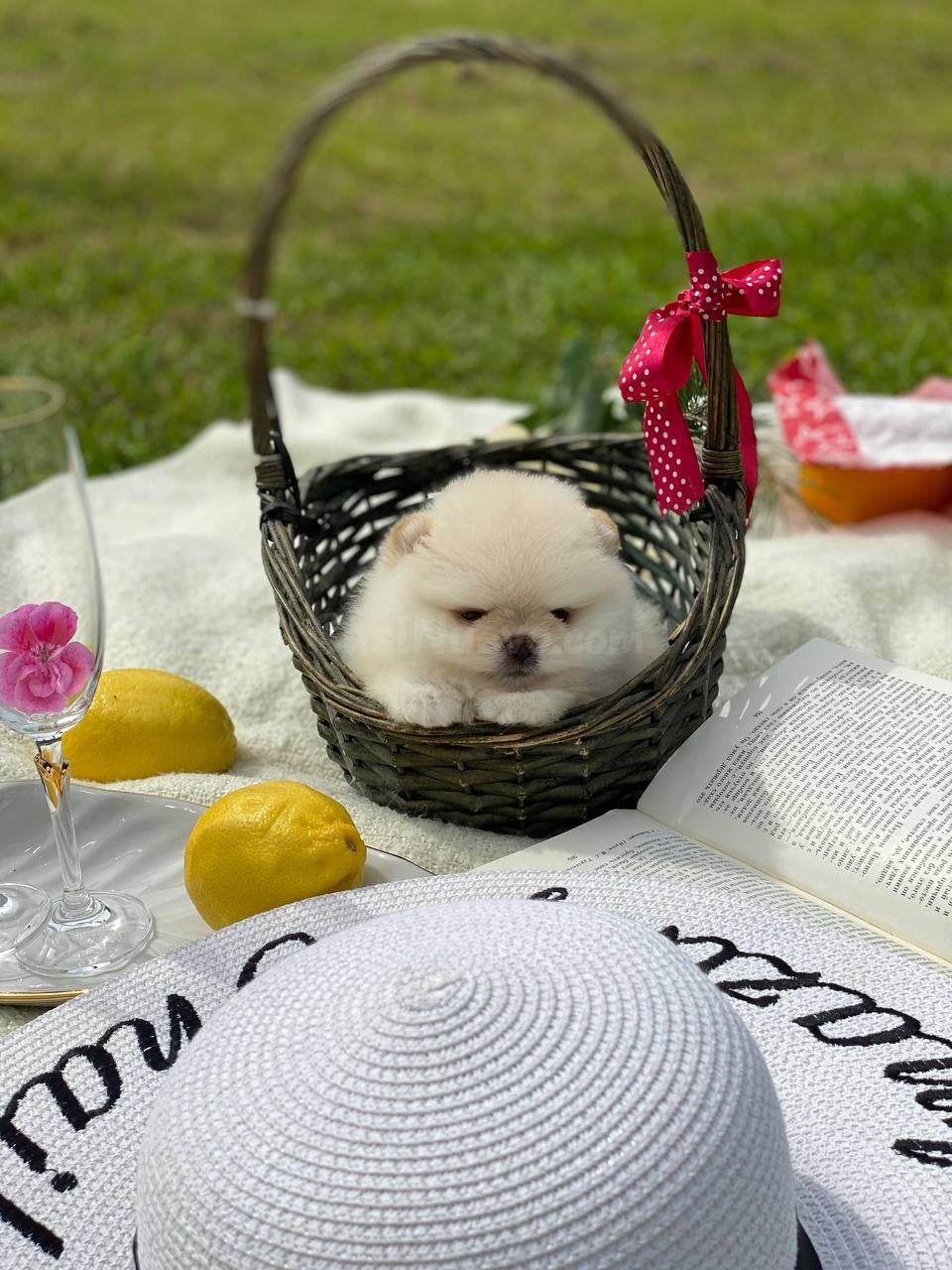 Cachorros Pomerania Excelentes - foto 4