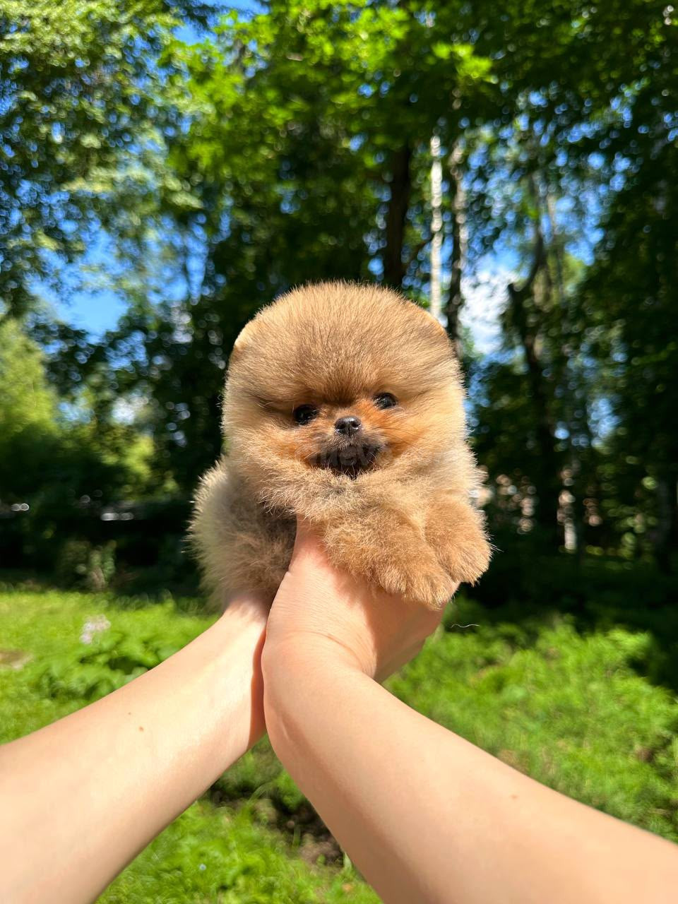 Cachorros de Pomerania diminutos