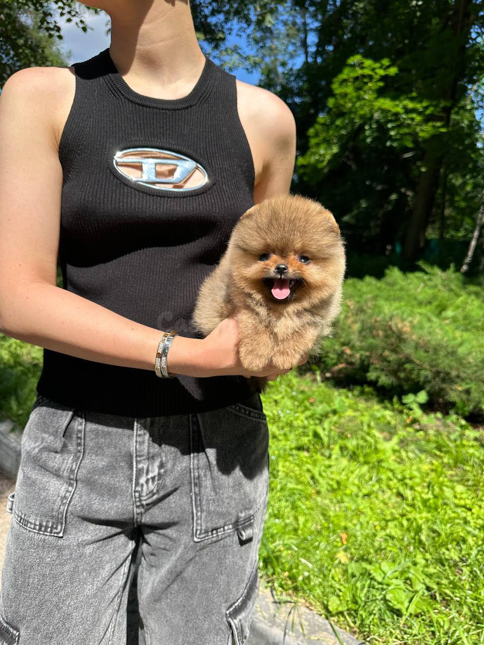 Cachorros de Pomerania diminutos - foto 2