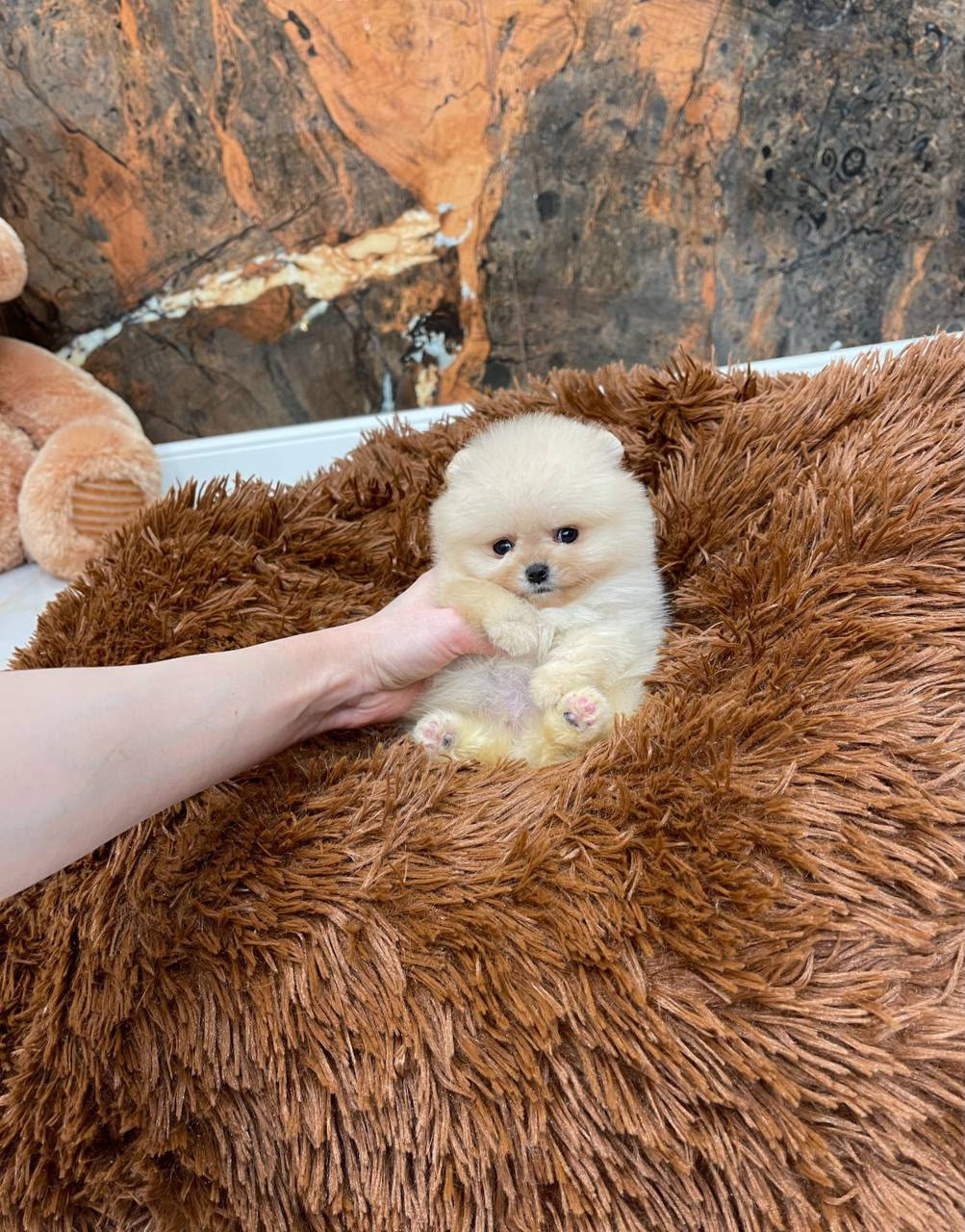 Cachorros de Pomerania blancos - foto 2