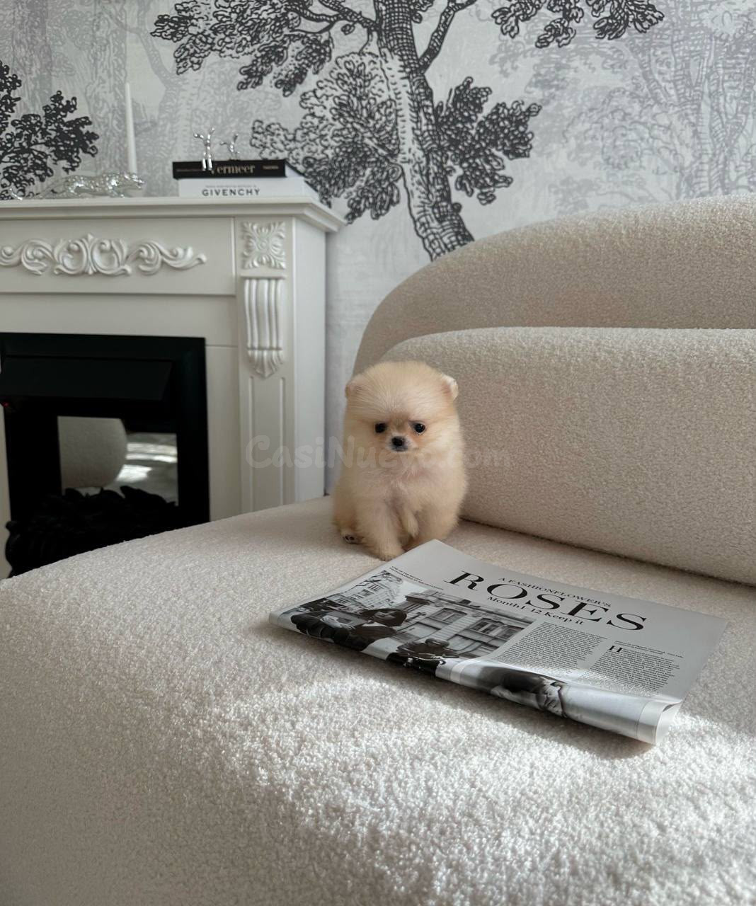 Preciosos cachorros de Pomerania marrón en miniatura - foto 4
