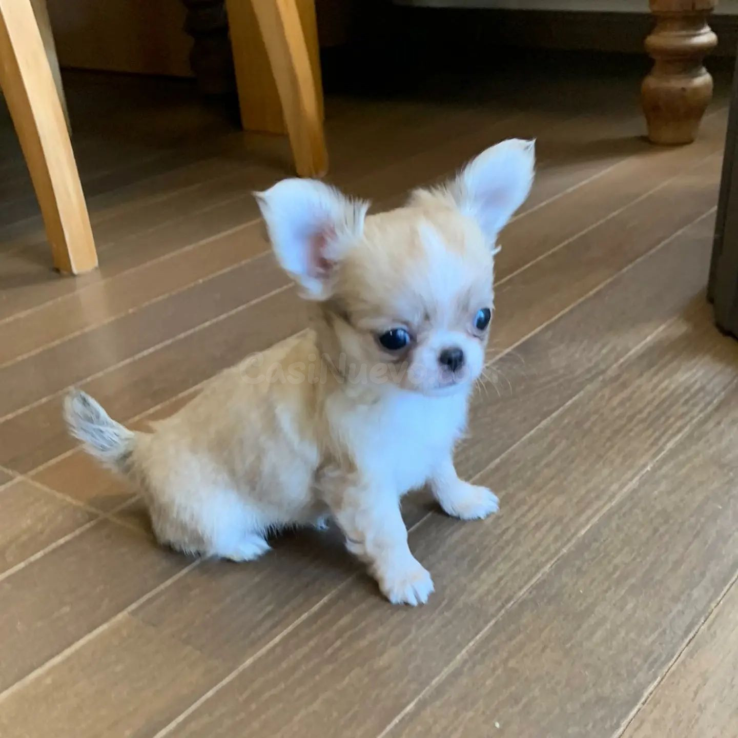 Cachorro de Chihuahua