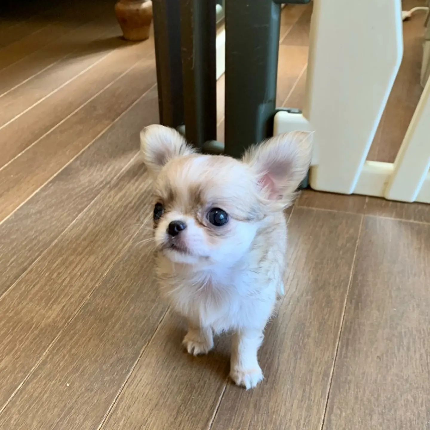 Cachorro de Chihuahua - foto 2