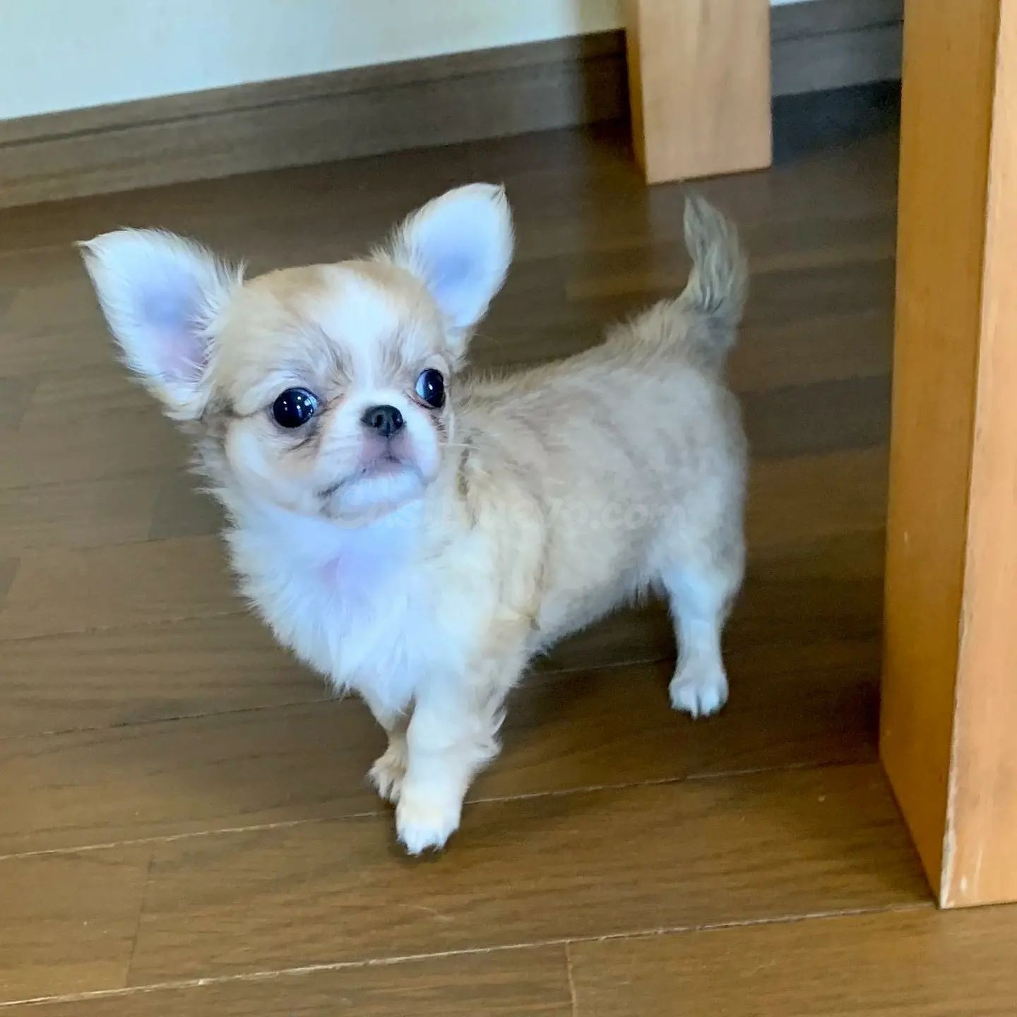 Cachorro de Chihuahua - foto 3