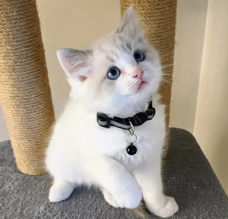 Adorables gatitos Ragdoll criados en casa