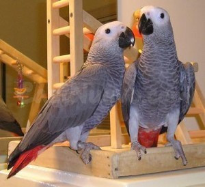 Preciosos loros grises africanos en venta