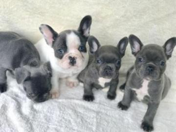 Cachorros de Bulldog Francés (machos y hembras) entrenados