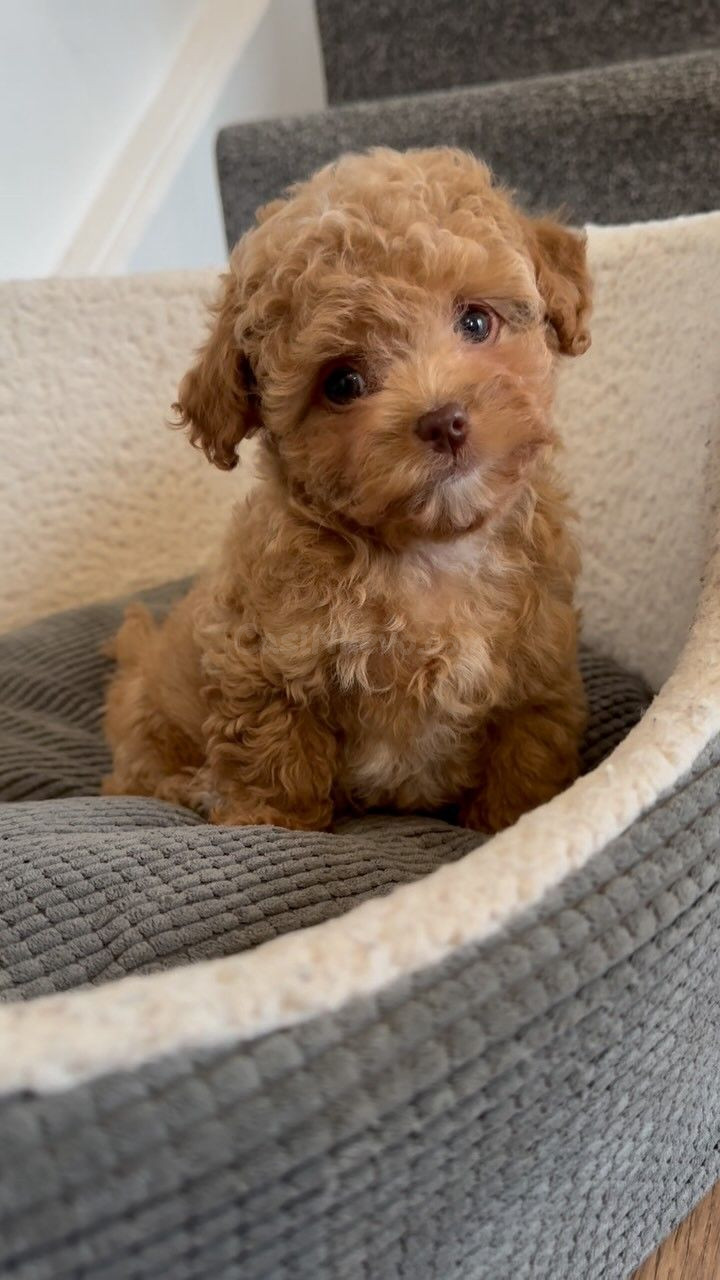 Cachorro de raza tipo Poodle o similar en cama