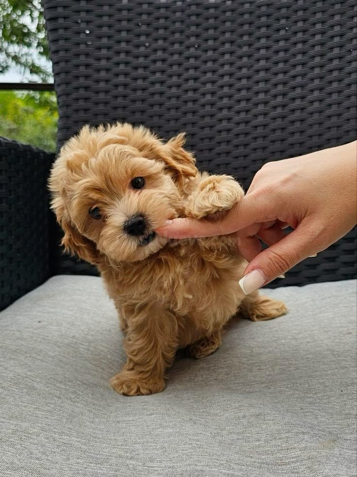 Cachorro de raza tipo Poodle o Caniche