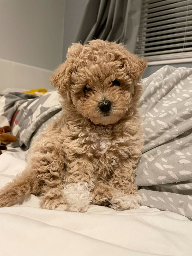 Cachorro de raza tipo Poodle