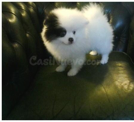 Cachorro Pomerania en sofá verde