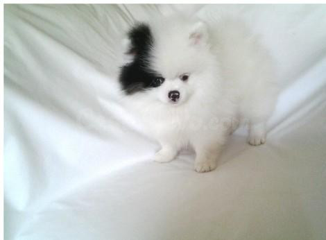 Pomerania blanco y negro en estado adorable