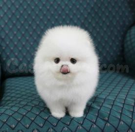 Cachorros Pomerania