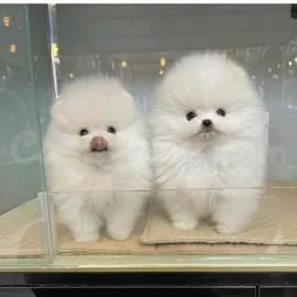 Cachorros Pomerania en venta