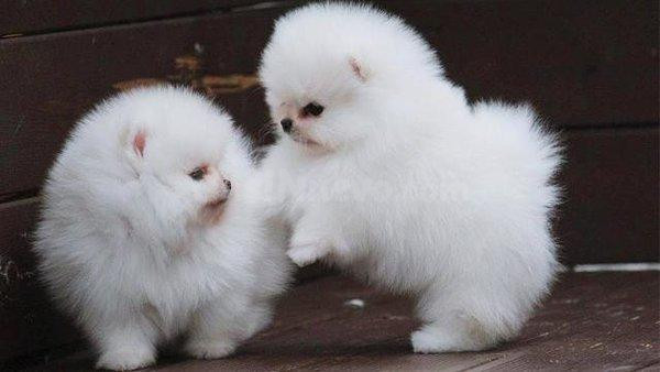 Cachorros Pomerania
