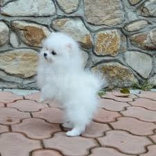 Cachorros Pomerania
