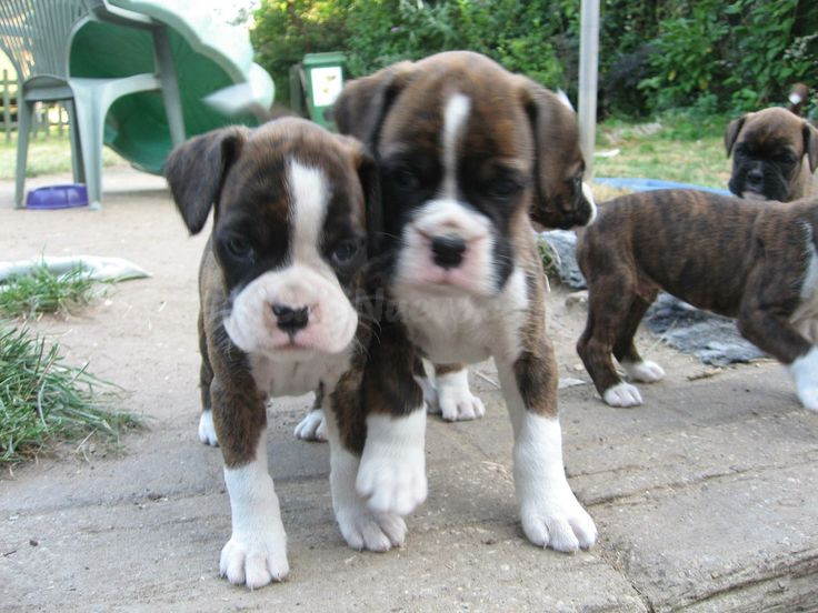Hermosos Cachorros Bóxer Buscan un Hogar para Siempre  603.... 99.... 03... 53