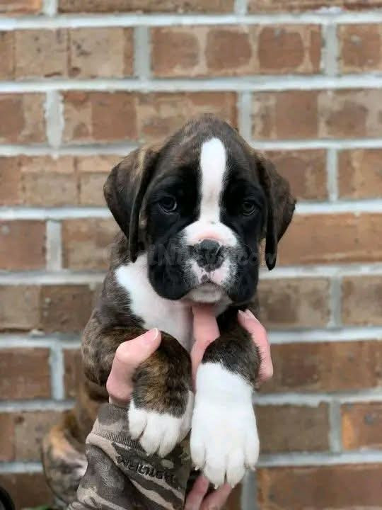 Cachorros Bóxer Preciosos Buscan una Familia Cariñosa 603.... 99.... 03... 53