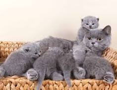 Adorable gatitos Britanicos Disponibles