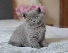 Hermosos Gatitos Britanicos machos y hembras disponibles - foto 2