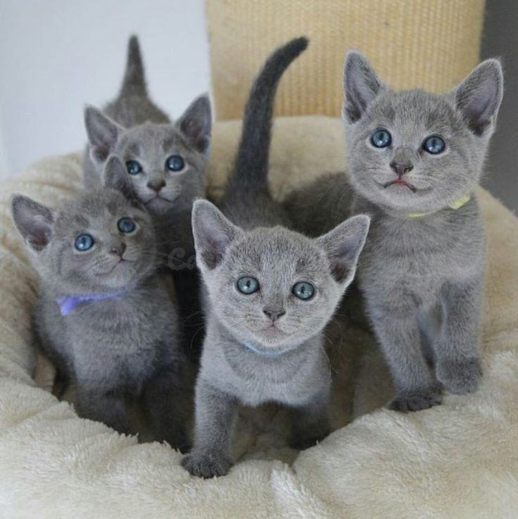 Encantador Gatito Russian Blue Disponible para Adopción ✨ | WhatsApp: +34 632 000 221