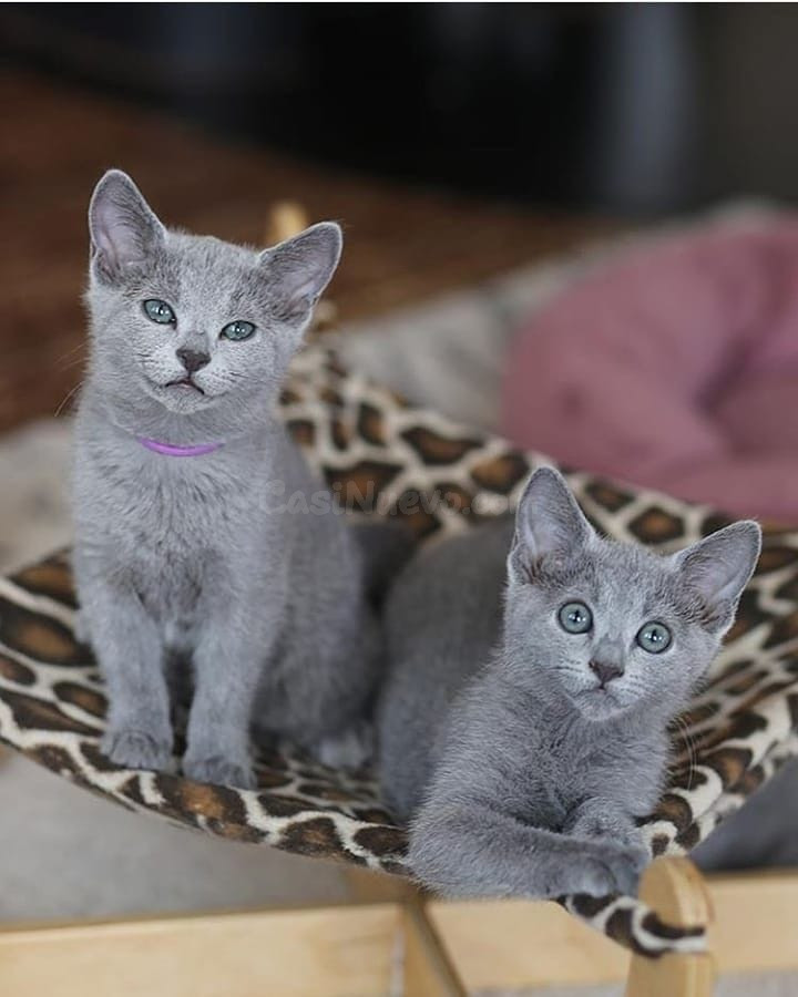 Elegante Gatito Russian Blue Busca una Familia Amorosa  | WhatsApp: +34 632 000 221