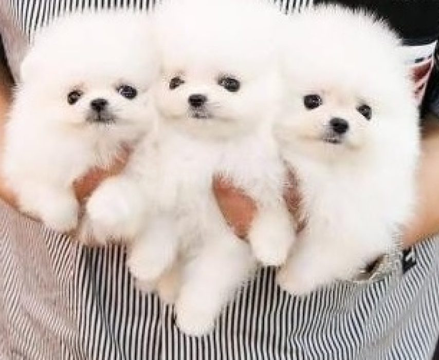 cachorros de pomerania (machos y hembras)